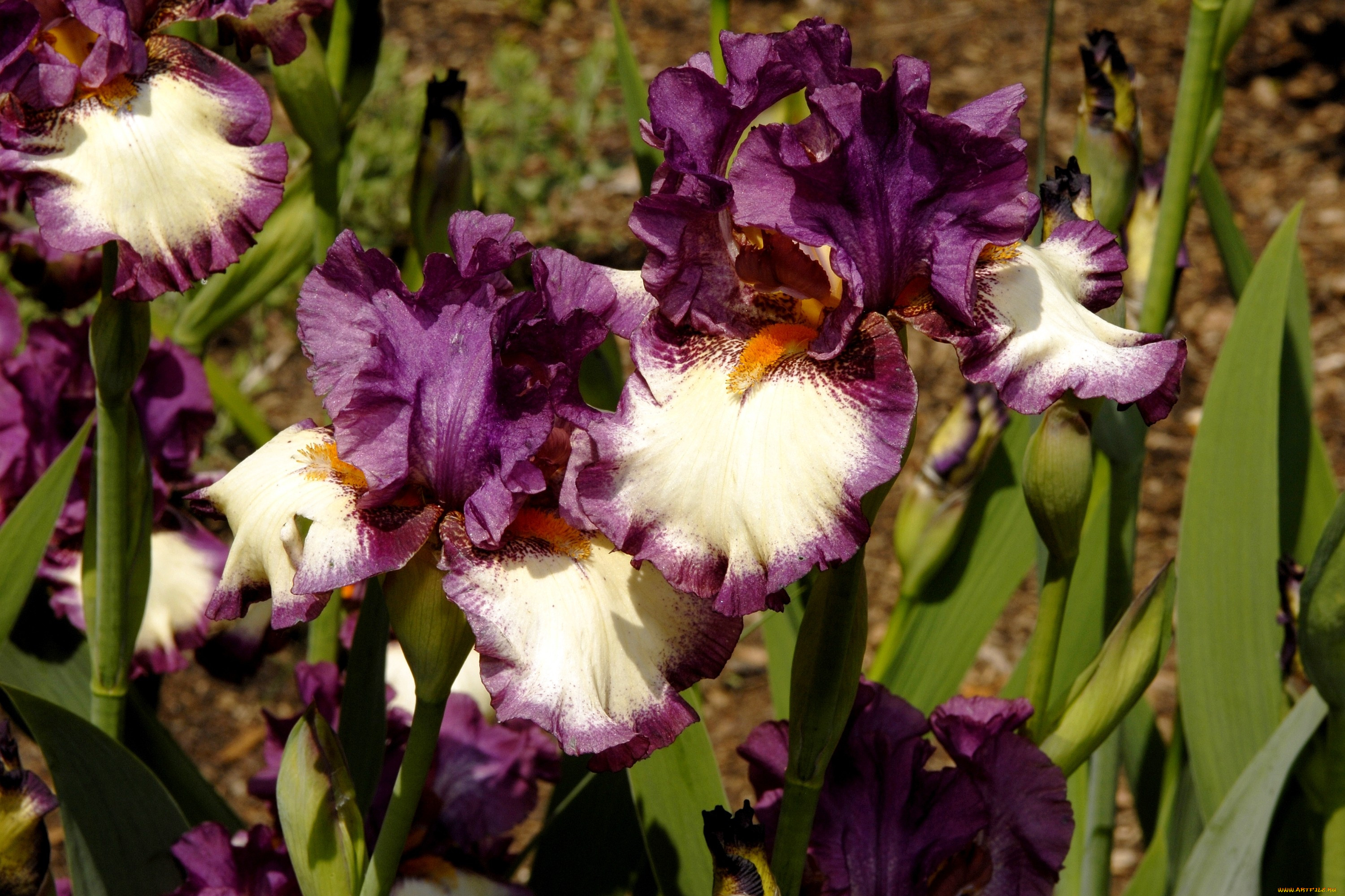 Les irises. Ирисы. Ирис — Iris 2004 постеры. Iris Iris 2000. Ирисы вертикальные.